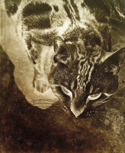 Gatto (Stampa negativa) da Laszlo Moholy Nagy