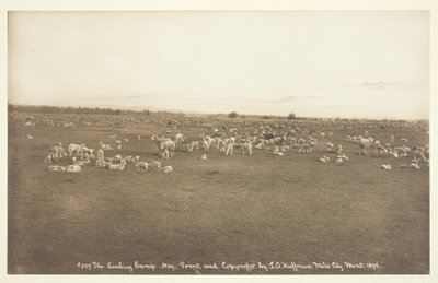 Il Campo degli Agnelli da Laton Alton Huffman