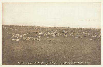 Il campo degli agnelli da Laton Alton Huffman