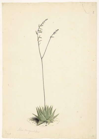 Aloe in fiore da Laurens Vincentsz. van der Vinne