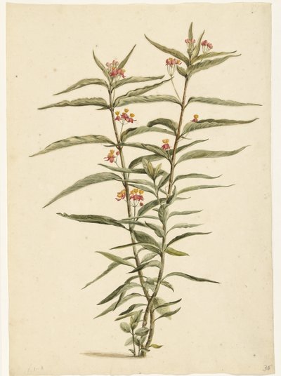 Fiore di Asclepias curassavica in fiore da Laurens Vincentsz. van der Vinne