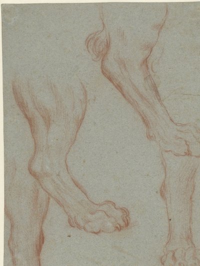 Foglio di studio con due zampe di leone da Leandro Bassano