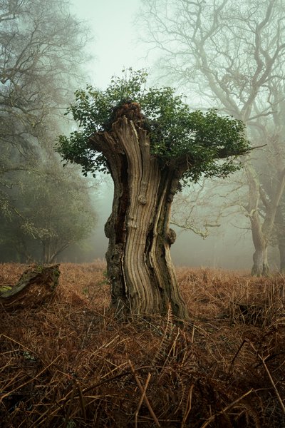 Antico bonsai, 2025 (foto) da Lee Cooper