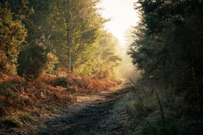 Fantasma della foresta, 2025 (foto) da Lee Cooper