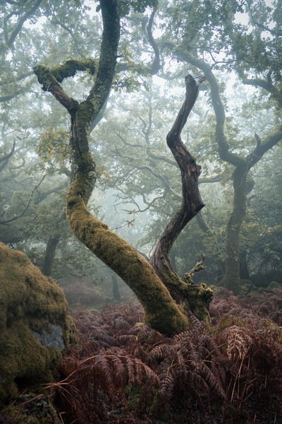 Lanterna tra gli alberi, 2024 (foto) da Lee Cooper