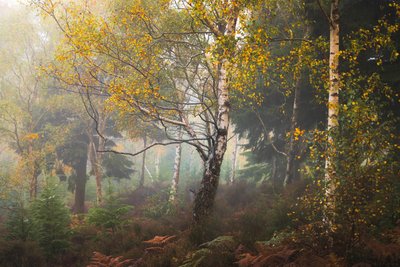 Racconti di Madeira, 2024 (foto) da Lee Cooper