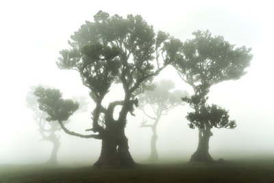 La foresta rimane, 2023 (foto) da Lee Cooper