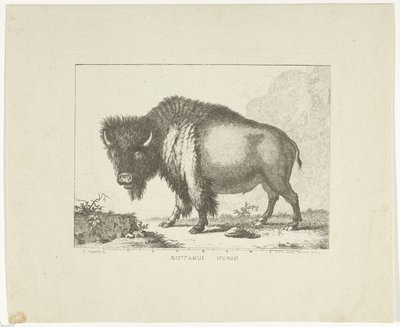 Bisonte da Leendert Brasser