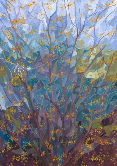 Amamelide in fiore da Leigh Glover