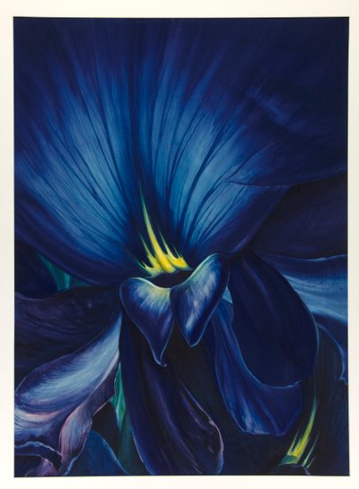 Delphinium cinese da Leon Carroll