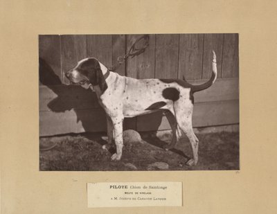 Pilote, Cane di Saintonge, Meute de Virelade, A.M. Joseph de Carayon Latour da Leon Cremiere