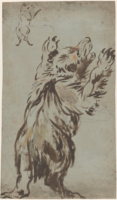 Studi di un Orso da Leonard Bramer
