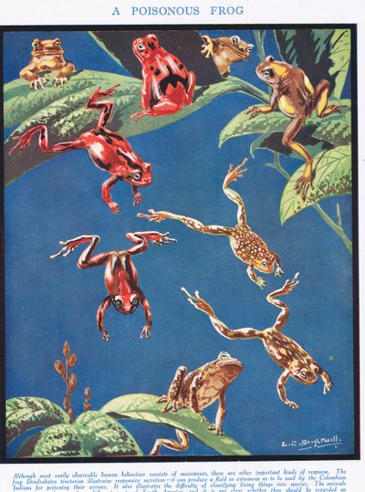 Una rana velenosa, illustrazione da 