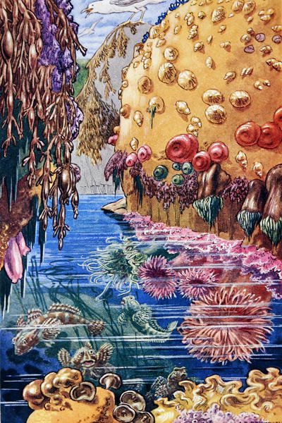 Illustrazione da 