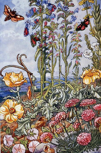 Illustrazione da 