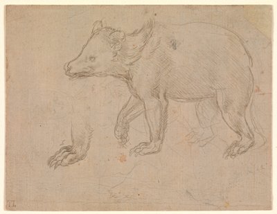 Un orso che cammina da Leonardo da Vinci