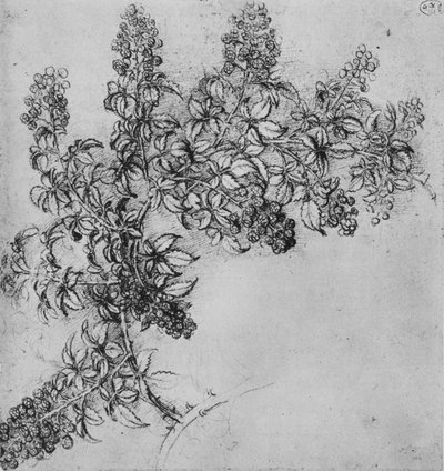 Un ramo di mora, c1480 1945 da Leonardo da Vinci