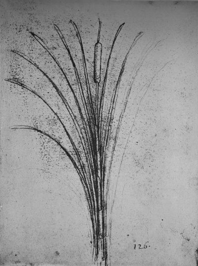 Una canna, c1480 1945 da Leonardo da Vinci
