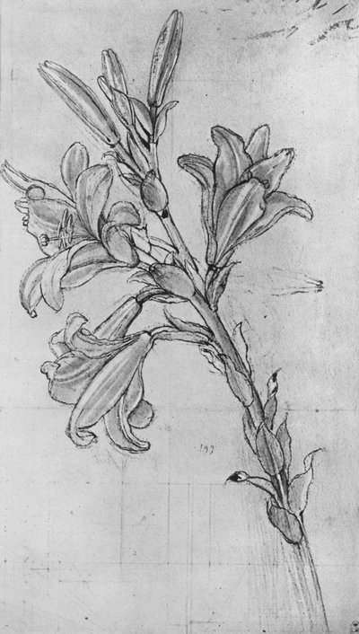 Un giglio, c1480 da Leonardo da Vinci