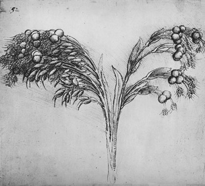 Una pianta a stelo lungo, c1480 da Leonardo da Vinci