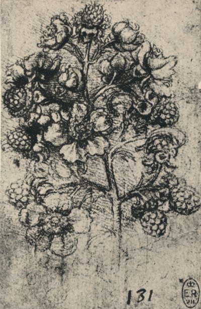 Un ramo di rovi, c1480-1945 da Leonardo da Vinci