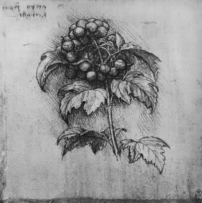 Un ramo di una pianta, c1480 1945 da Leonardo da Vinci