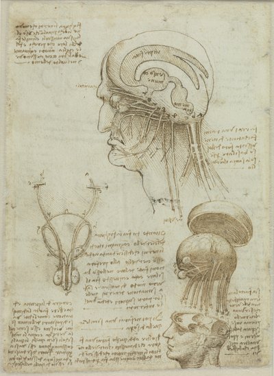 Foglio di manoscritto con disegni anatomici e note da Leonardo da Vinci