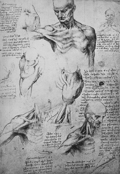 Disegni anatomici del collo e delle spalle di un uomo, c1480 1945 da Leonardo da Vinci