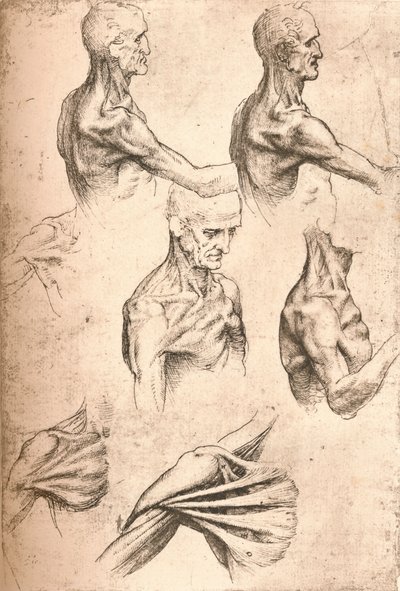 Disegno anatomico, c1472-c1519 1883 da Leonardo da Vinci
