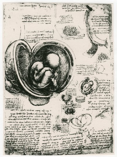 Schizzo anatomico di un feto umano nell