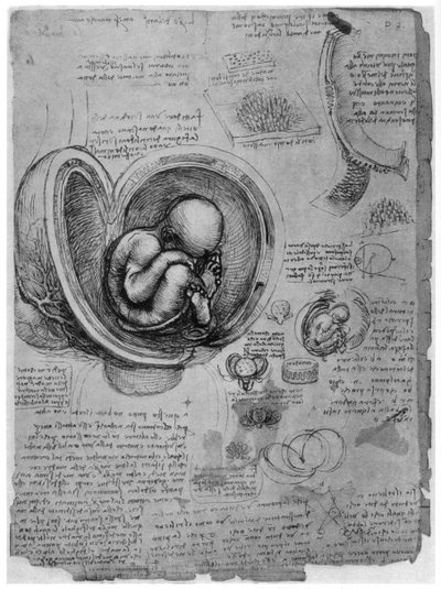 Schizzo anatomico di un feto umano nell