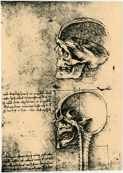 Schizzo anatomico, due studi di un cranio umano, c1489 da Leonardo da Vinci