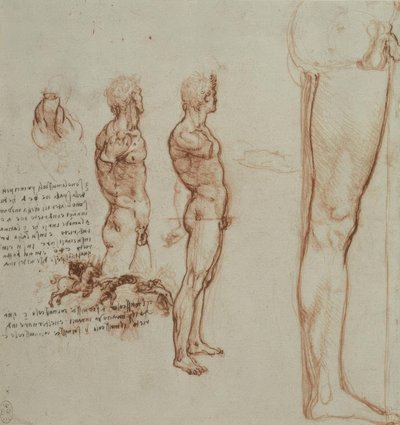 Studi di anatomia da Leonardo da Vinci
