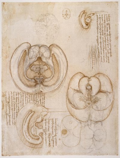 Studi di anatomia da Leonardo da Vinci