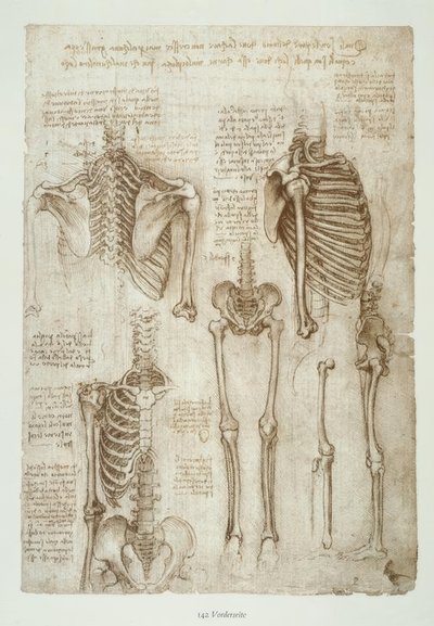 Studi di anatomia da Leonardo da Vinci