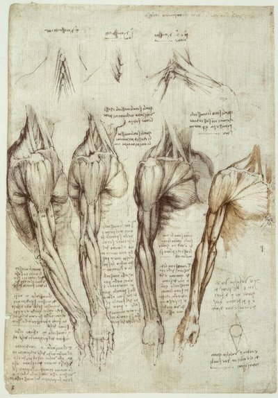 Studi di anatomia da Leonardo da Vinci