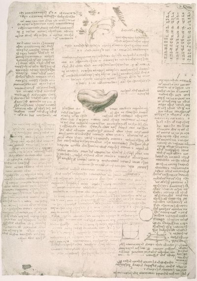 Studi di anatomia da Leonardo da Vinci
