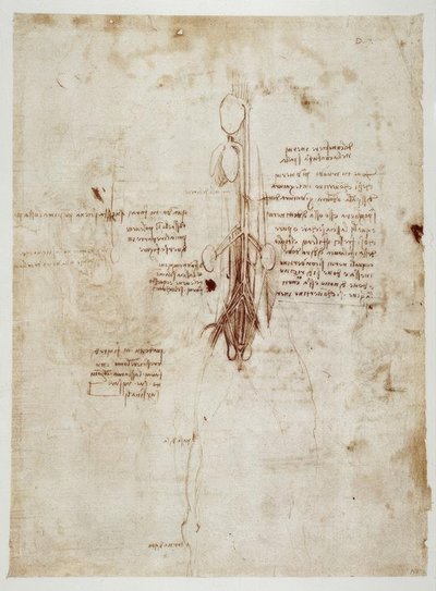 Studi di anatomia da Leonardo da Vinci