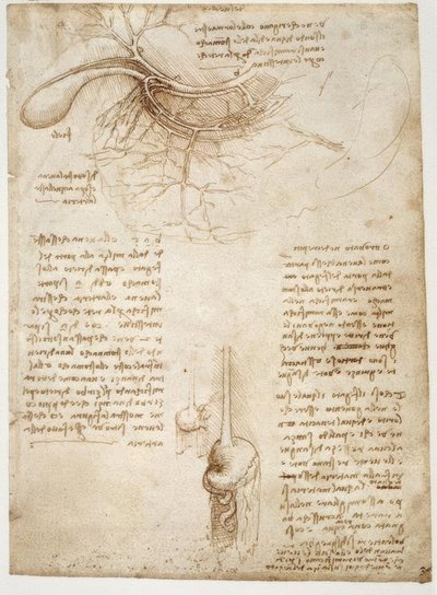 Studi di anatomia da Leonardo da Vinci