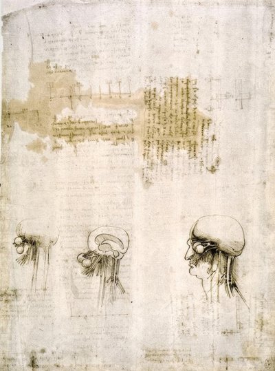 Studi anatomici da Leonardo da Vinci