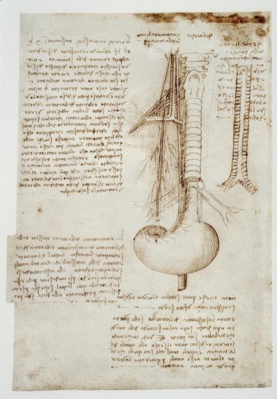 Studi anatomici da Leonardo da Vinci