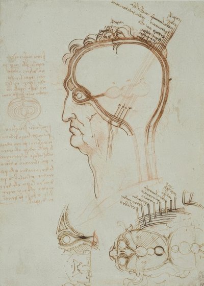 Studi anatomici da Leonardo da Vinci
