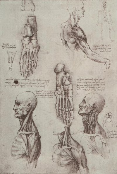 Studi di anatomia da Leonardo da Vinci