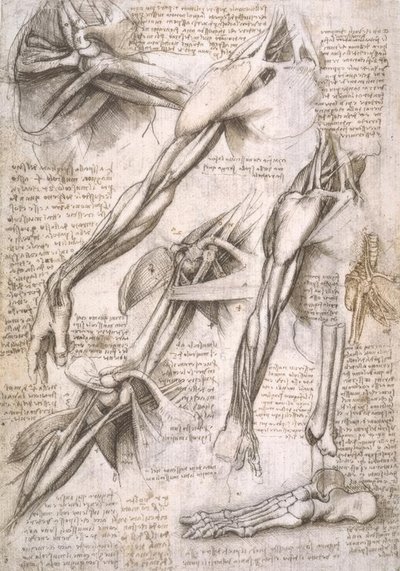 Studi di anatomia da Leonardo da Vinci