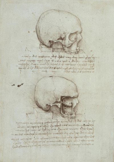Studi di anatomia da Leonardo da Vinci