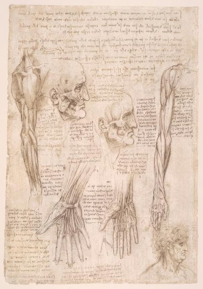 Studi di anatomia da Leonardo da Vinci