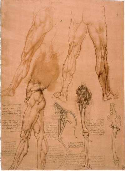 Studi anatomici: muscolatura della gamba da Leonardo da Vinci