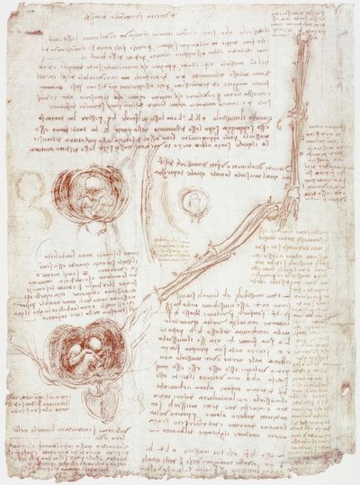 Studi anatomici: Movimento dell