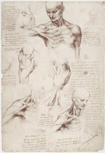 Studi anatomici: I muscoli superficiali del collo e della spalla da Leonardo da Vinci