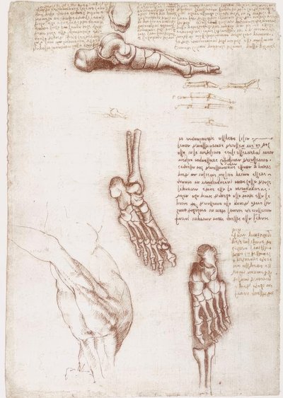 Studi di anatomia: anatomia superficiale della spalla / ossa del piede da Leonardo da Vinci
